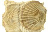 Two Fossil Pecten (Scallops) - Gironde, France #280556-1